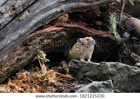 American pika sitting  at the entry to its den and  next to its haypile Royalty-Free Stock Photo #1821225230