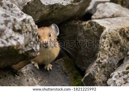 An American pika looking out from its nesting cavity on a scree slope Royalty-Free Stock Photo #1821225992