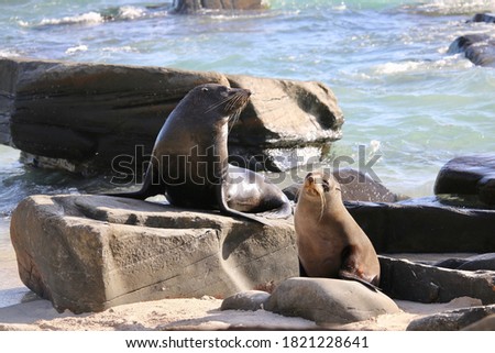 Kangaroo Island, fur seal colony