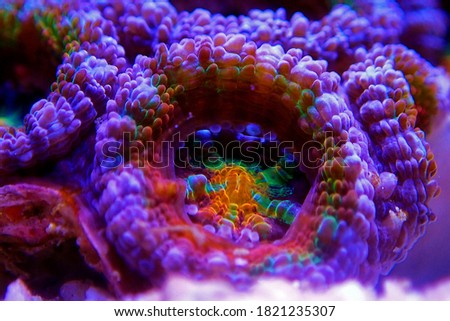 Acanthastrea Micromussa lordhowensis LPS coral in close up photography  Royalty-Free Stock Photo #1821235307