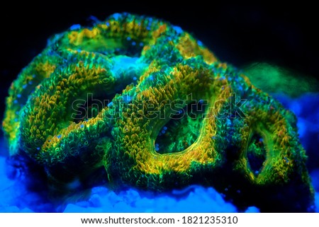 Acanthastrea Micromussa lordhowensis LPS coral in close up photography  Royalty-Free Stock Photo #1821235310