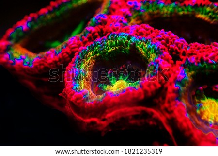 Acanthastrea Micromussa lordhowensis LPS coral in close up photography  Royalty-Free Stock Photo #1821235319