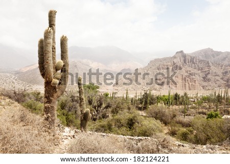 Cactus landscape near Tilcara in the Northwest of Argentina, Jujuy province