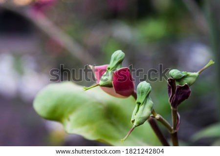 pedilanthus bracteatus flowers have a shape like animals