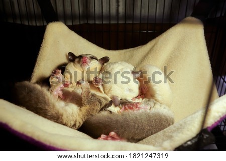           sugar glider harmonious family sleeping together                    
