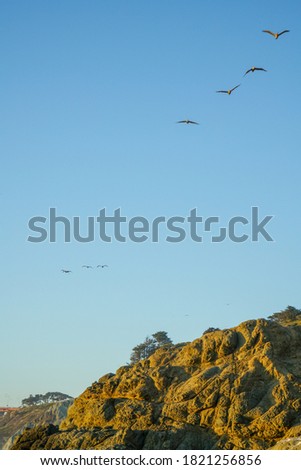 Gull birds flying over Baker Beach in San Francisco, CA