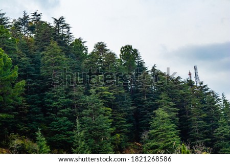 wide shot of trees and bright sky in the background, nature conc