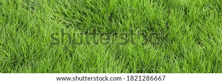 Green grass banner background. Lush green grass background.