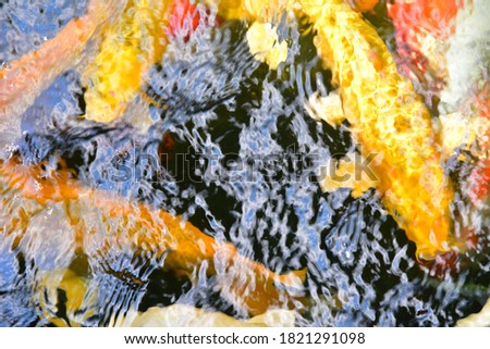 Blurred group of  fancy carp in water.