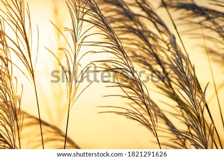 reeds grass flower field under vanilla sky,golden sunset sky in the evening