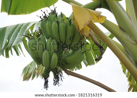 banana or musa plant. This plant likes hot and humid tropical climates, especially in the lowlands. In areas with evenly distributed rain throughout the year