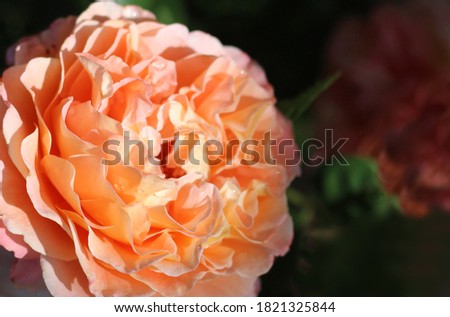 Rose close-up on a dark background