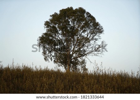 A beautiful shot of a tree on top of a hill