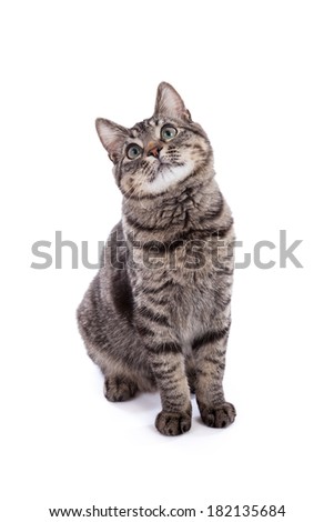 Portrait of a 10 month old domestic shorthair kitten with gray stripes standing looking up isolated on white background