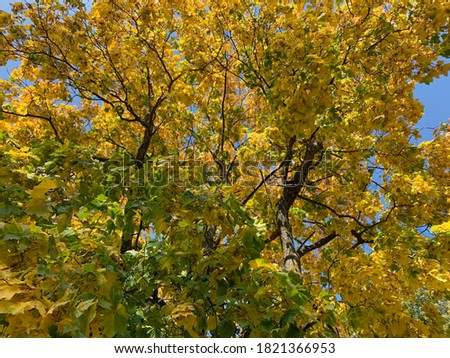 Maple tree with coloured leafs against blue sky on an autumn day. Countryside landscape.