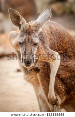 Red Kangaroo (Macropus rufus) looking at camera and scratching himself