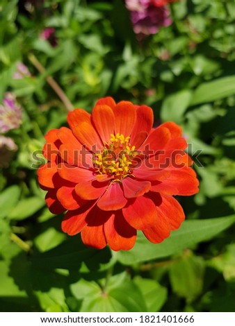 Close-up photography of beautiful orange flowers