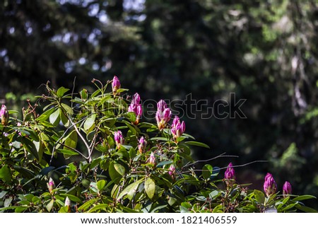 Large pink buds on top of a rhododendron tree