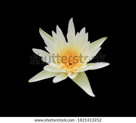 Lotus, Nymphaea, Water lily, The side of the white water lily flower isolated on black background. with clipping path