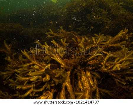 A closeup picture of beautiful Bladder Wrack, Fucus vesiculosus, in a healthy Northern European marine environment. Picture from Oresund, Malmo in southern Sweden