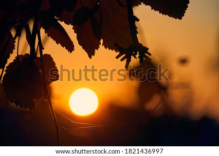 close-up view of leaves and branches at sunset, colorful autumn forest, bright sunlight