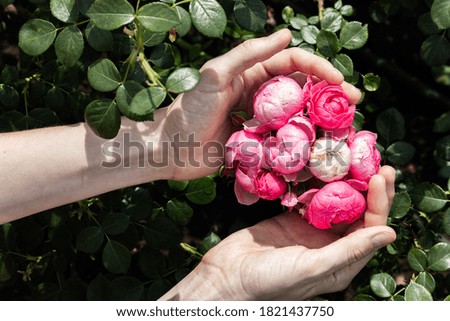 Pink roses in the garden after the rain. Close-up. Flowers in hands.