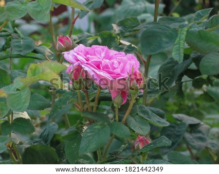 pink rose in green leaves, selective focus, shallow dof