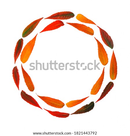 round frame of bright autumn leaves isolated on white background, mock up with copy space top view flat lay