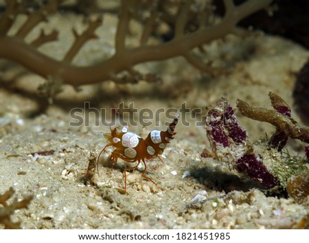 A close up view of a Squat shrimp  Cebu Philippines