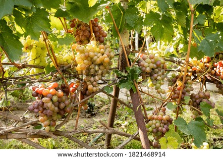 A bunch of ripe grapes ready for harvest at a vineyard. Close Up of Grapes in August Before the Grape Harvest.