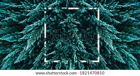 Green botanical trendy texture background with design frame. Dark moody fir tree overhead. Minimal creative nature foliage flat lay banner. Winter holiday, xmas and new year vintage pine plant pattern
