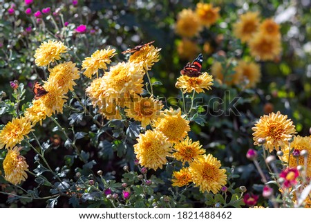 Butterflies in nature park. Bright natural rich background from autumn garden flowers. Yellow chrysanthemum. Multicolored screensaver for screens. Gardens of Minsk, September.