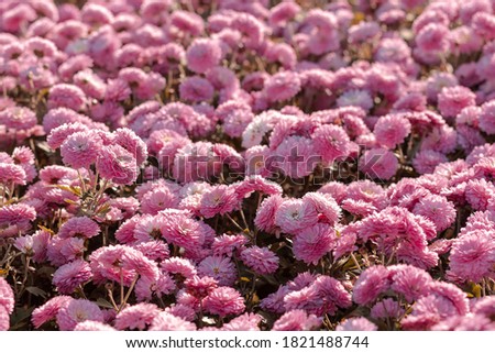 Purple chrysanthemum. Bright natural rich background from autumn garden flowers.  Multicolored screensaver for screens. Gardens of Minsk, September. 
