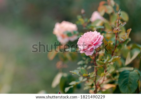 Roses in the city garden. Bright natural rich background from autumn garden flowers. Multicolored screensaver for screens. Gardens of Minsk, September. 