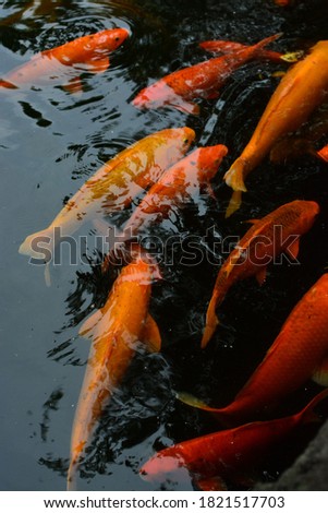 Colorful koi fish raised in ponds. Selective Focus