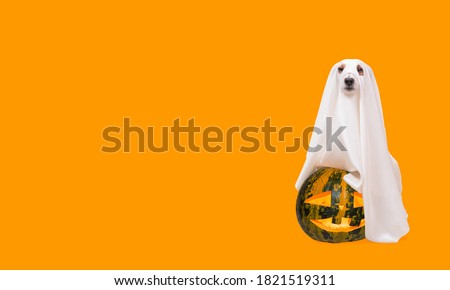 Dog under white sheet as Halloween costume of spooky ghost with carved blazing pumpkin