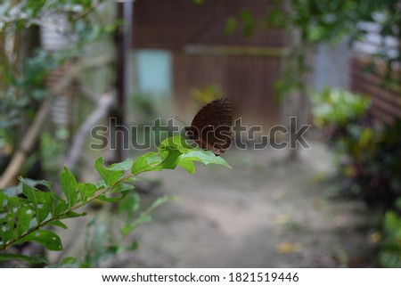 Beautiful butterfly on leaves with selective focus and blurred background       