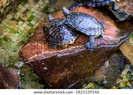 Red-eared turtles in the terrarium. Heat-loving animals. Couple.