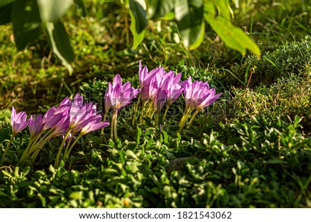 Bright natural rich background from garden plants. Multicolored flowers and herbs. Screensaver for screens. Blurred background, clear outline of the plant. Gardens of Belarus. 