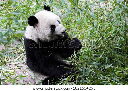 A closeup shot of a panda eating bamboo