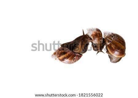 close up family snails isolated on white background, a little snails by macro photography cut out technique with clipping path. space for text.