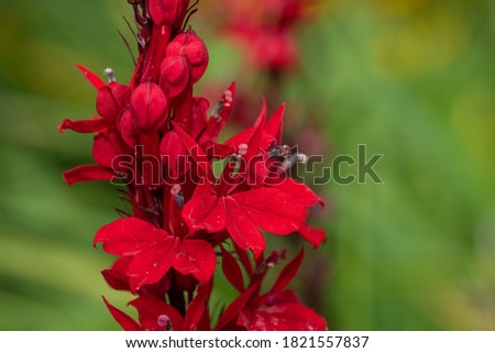 Close up of a red cardinal flower (lobelia cardinalis) in bloom Royalty-Free Stock Photo #1821557837