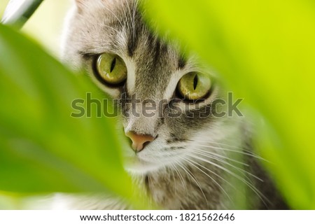 Close-up portrait of gray domestic cat through green leaves of domestic plants. Cat and plants. Image for veterinary clinics, sites about cats