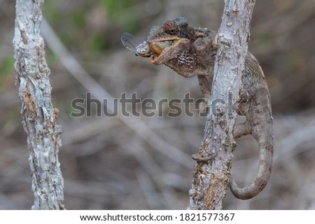 A WARTY CHAMELEON (FURCIFER VERRUCOUS), feeding on a cicada in Berenty reserve, Madagascar Royalty-Free Stock Photo #1821577367