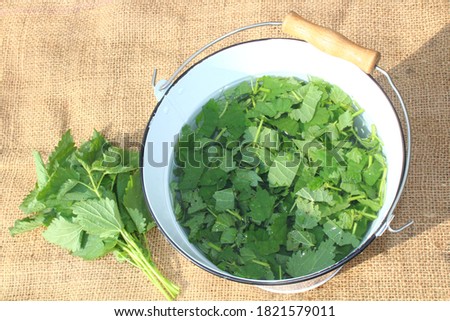 liquid manure from stinging nettles on a bucket on a jute sack Royalty-Free Stock Photo #1821579011