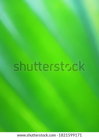 Abstract Blurred Green leaf background and texture. 