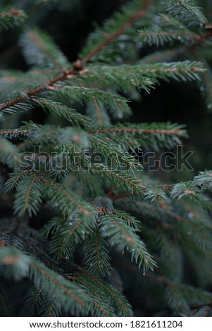 Conifer tree. Drops after rain on needles. Close-up