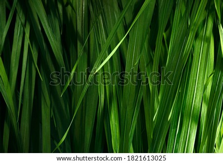 Gladiolus leaves, Green leaves background