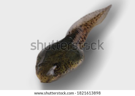 Closeup tadpole on white background, macro 