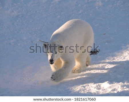 white bear in snowy forest